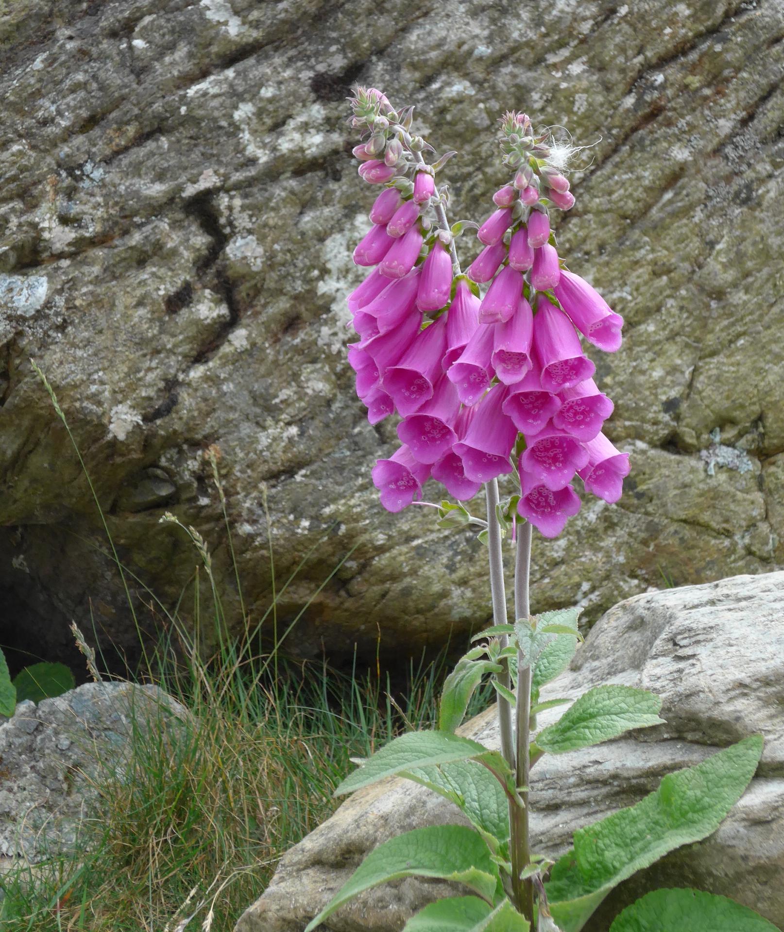 Im20140622pP1050512sm