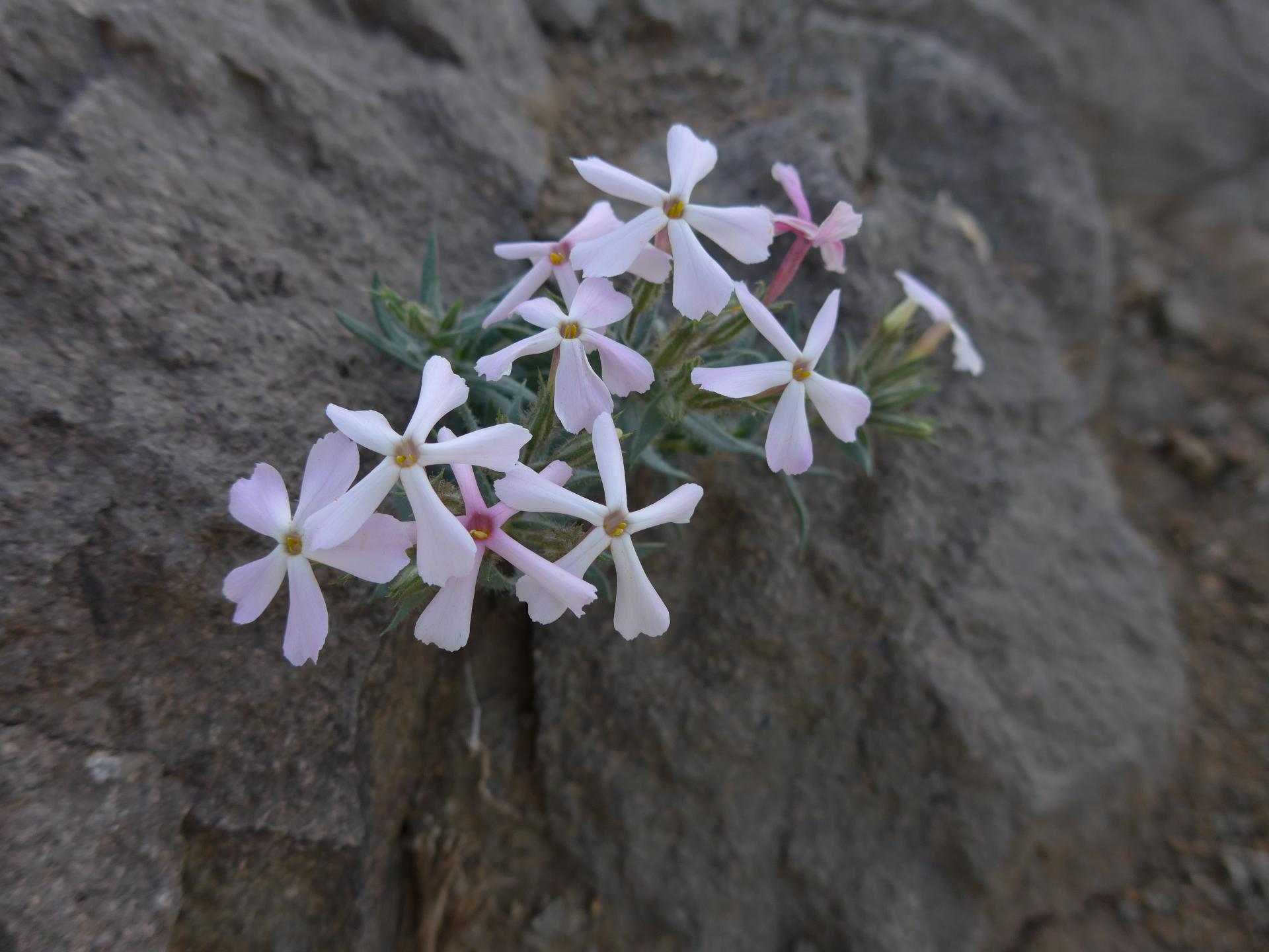 Im20150329pP1090072sm