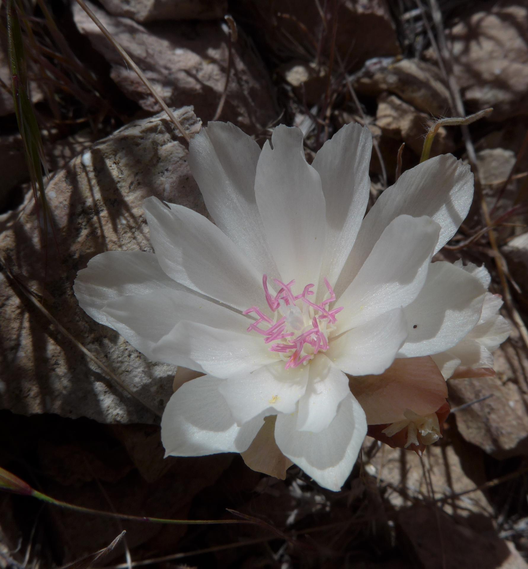 Im20160603pdP1140436sm