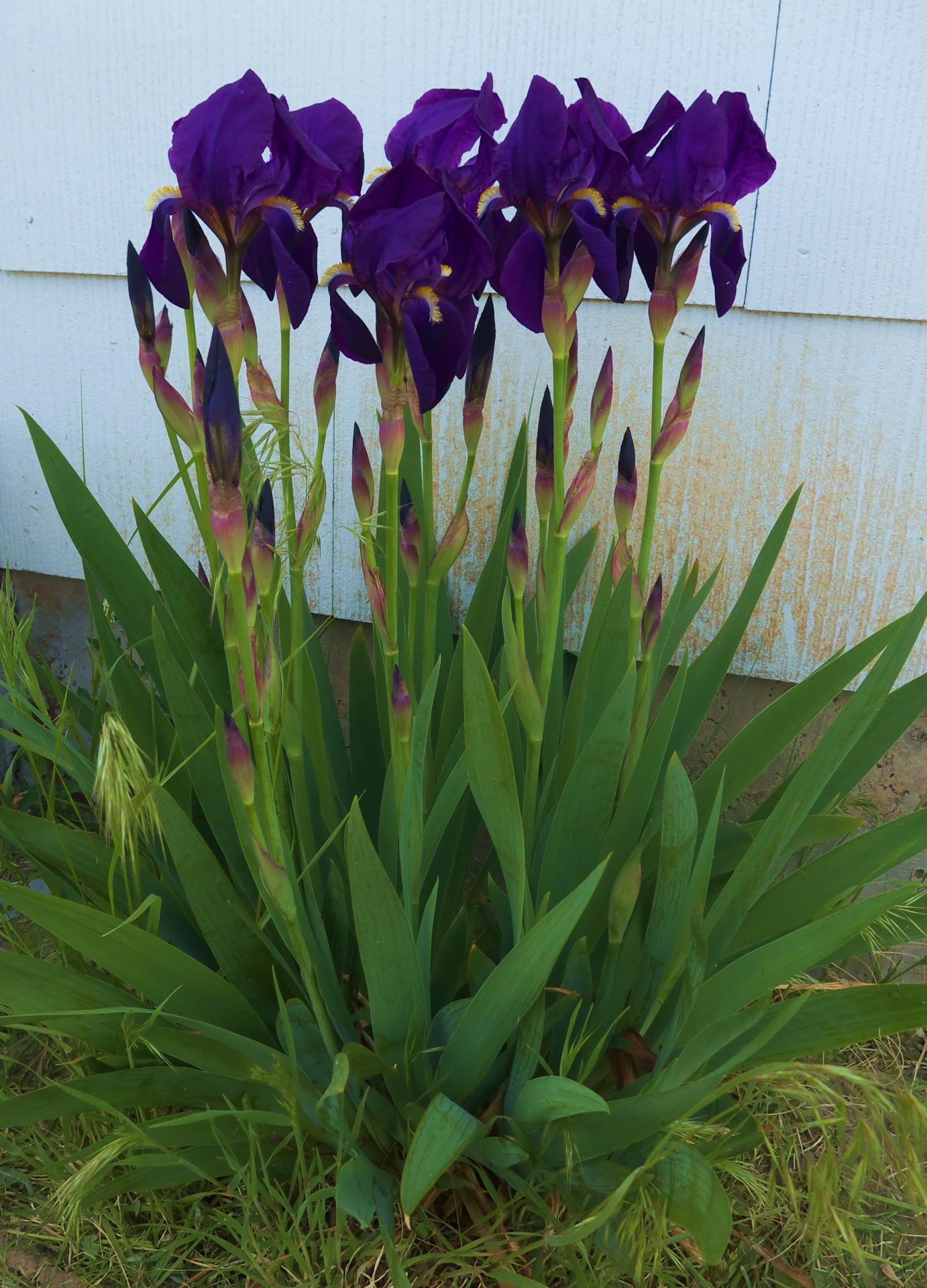 Im20170430pdP1170287rw2sm