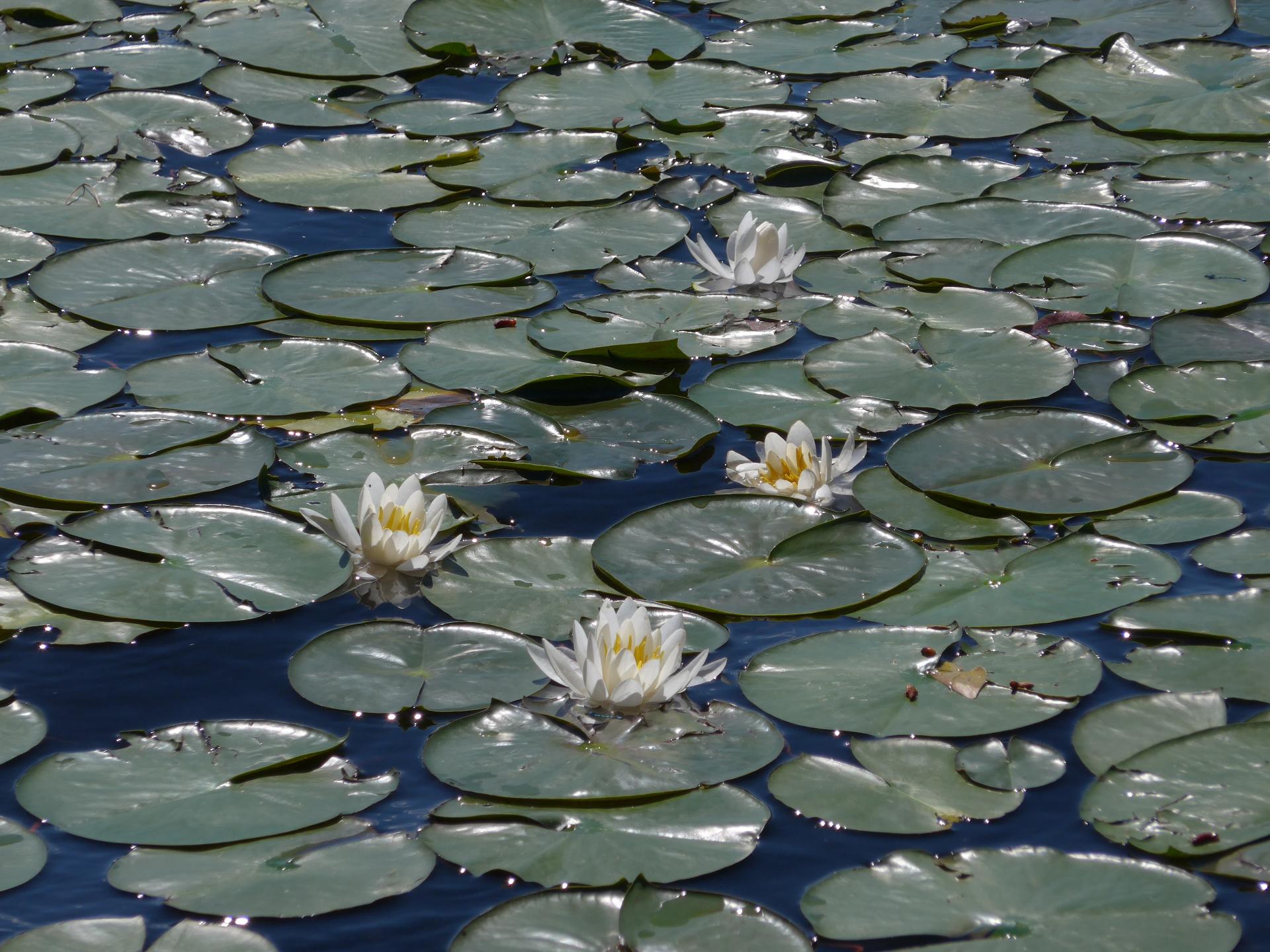 Im20170715pdP1170818sm