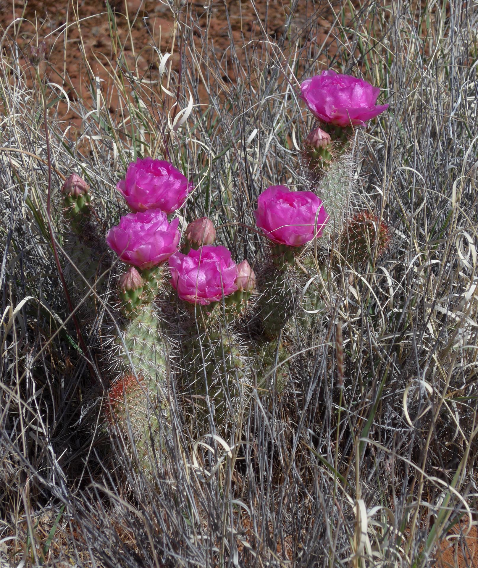 Im20180504pdP1190803sm