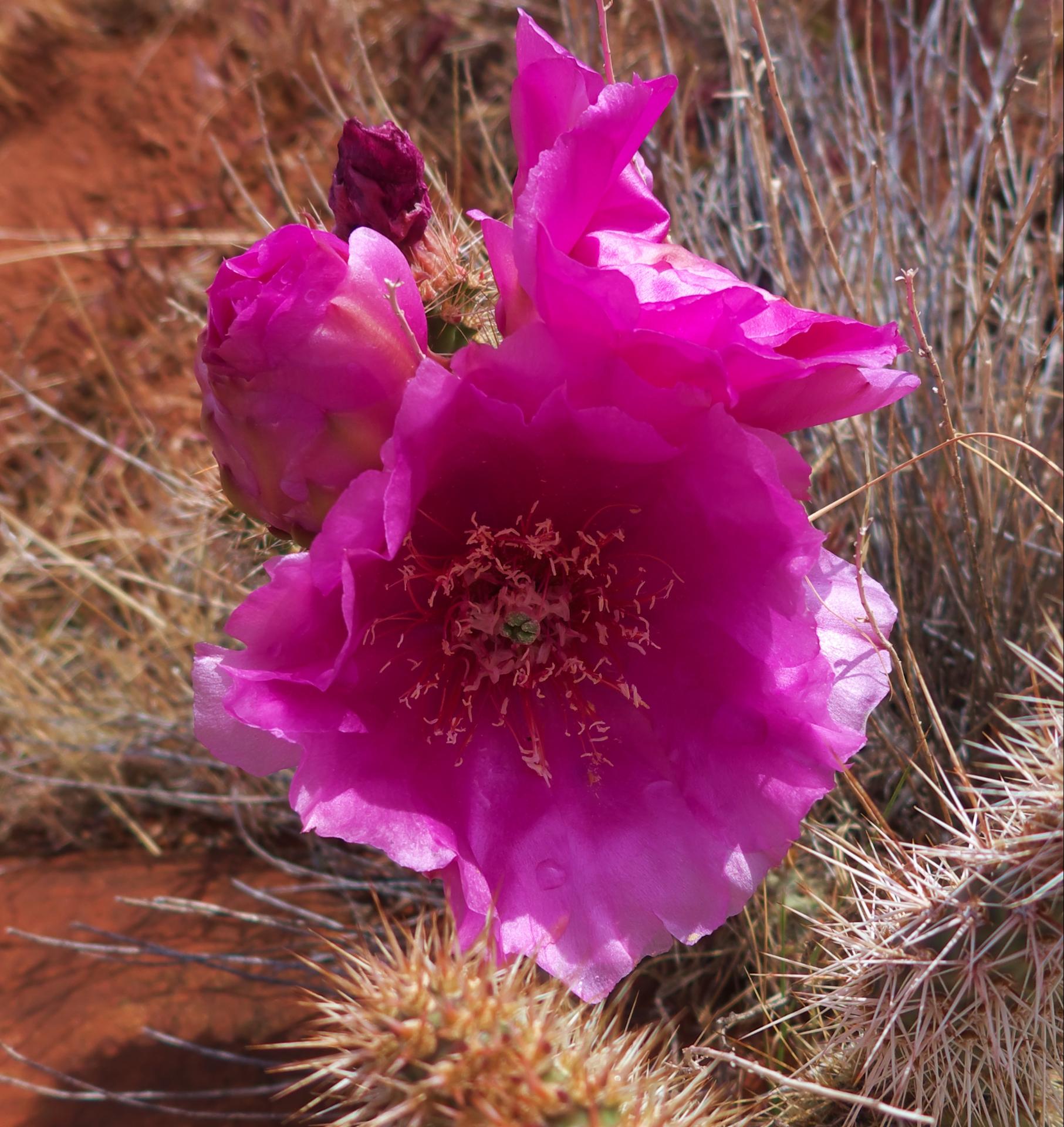 Im20180504rw2P1190694rw2sm