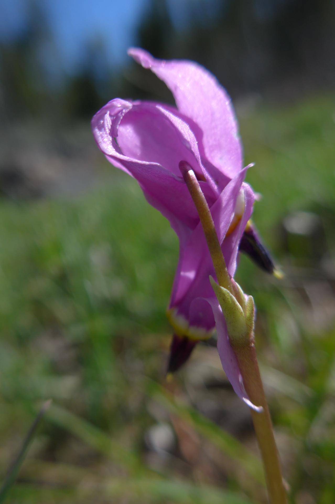 Im20190609pdP1220595sm