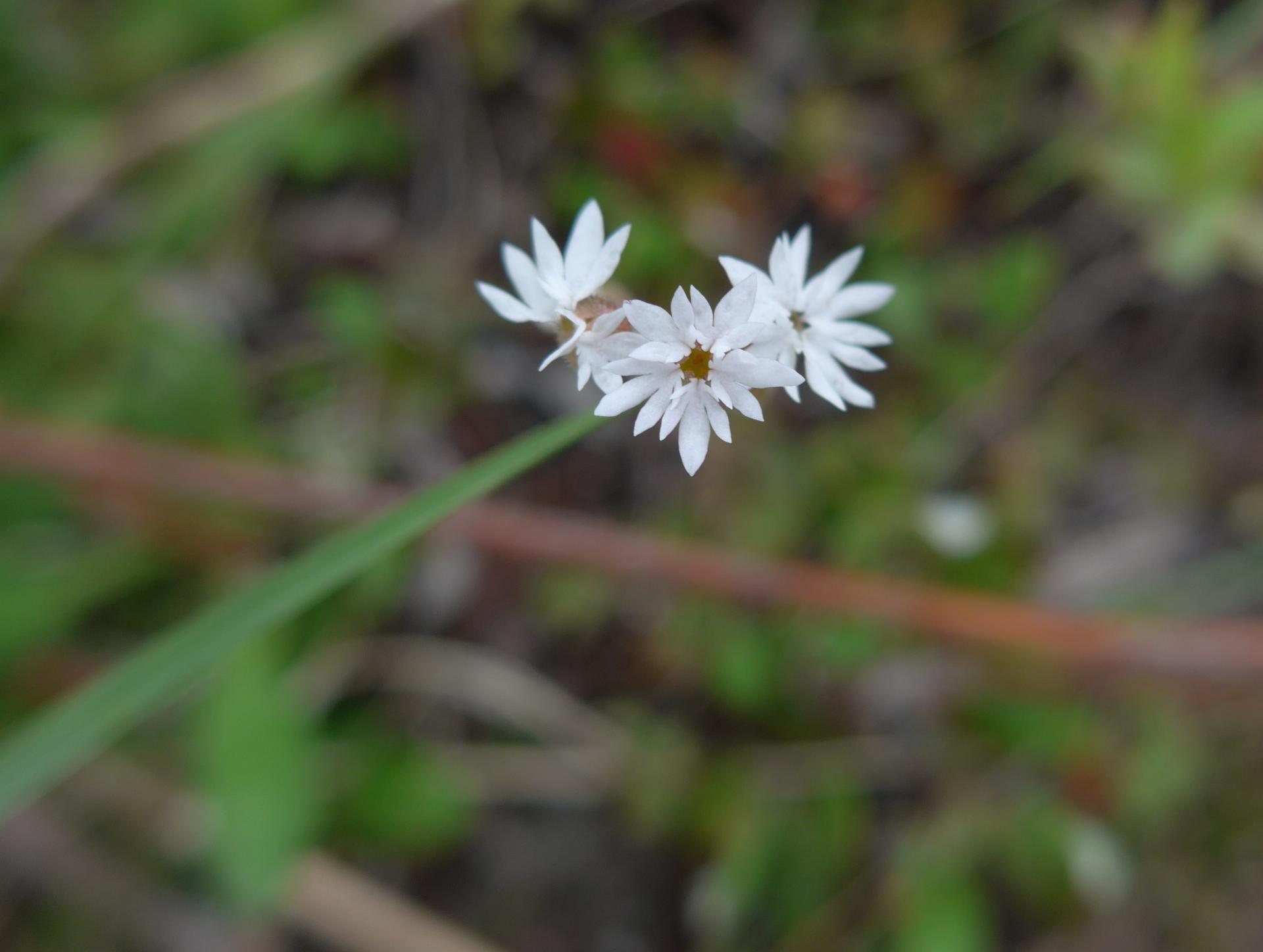 Im20190609pdP1220714sm