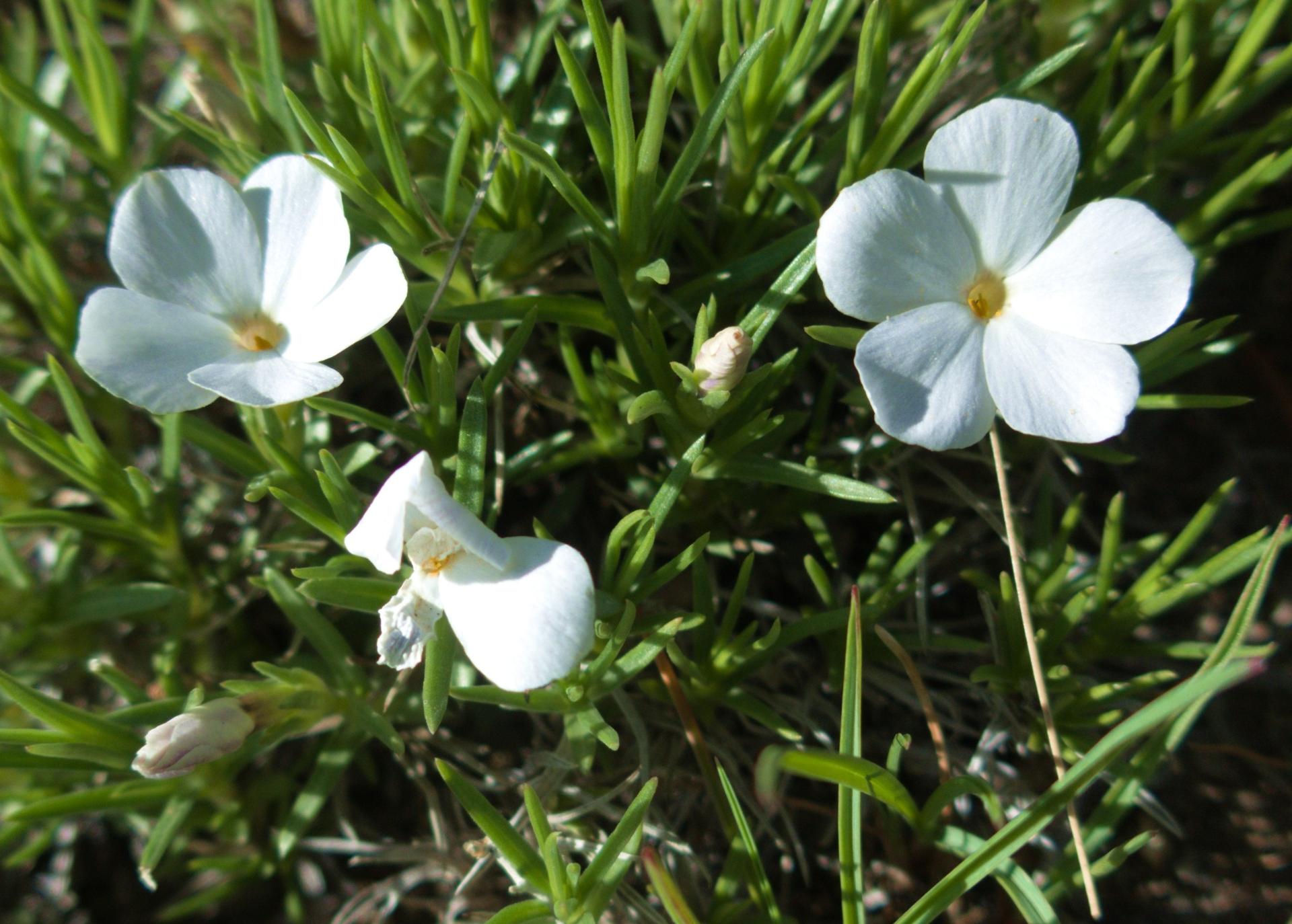 Im20190609rawP1220649rwsm