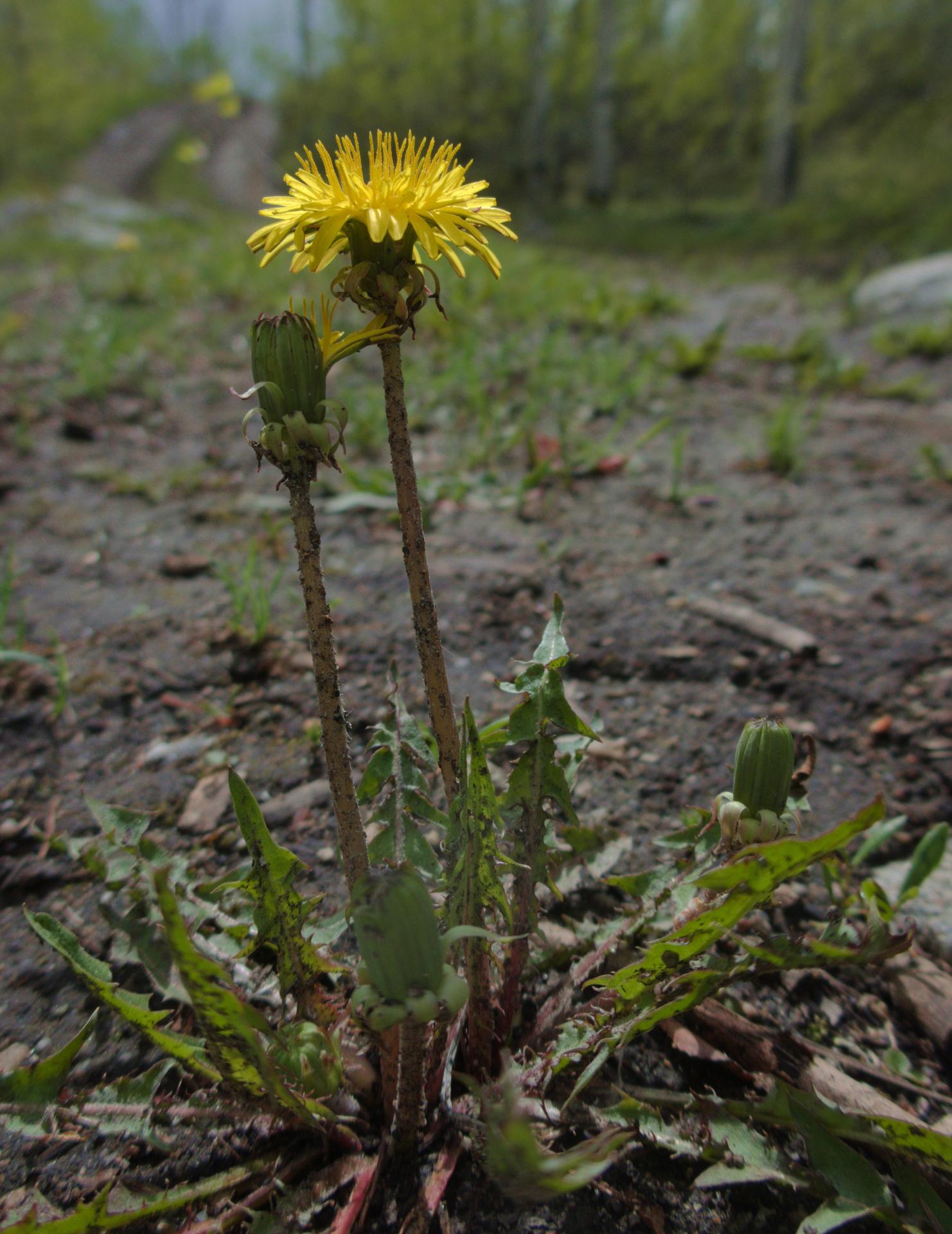 Im20190609rawP1220745rwsm