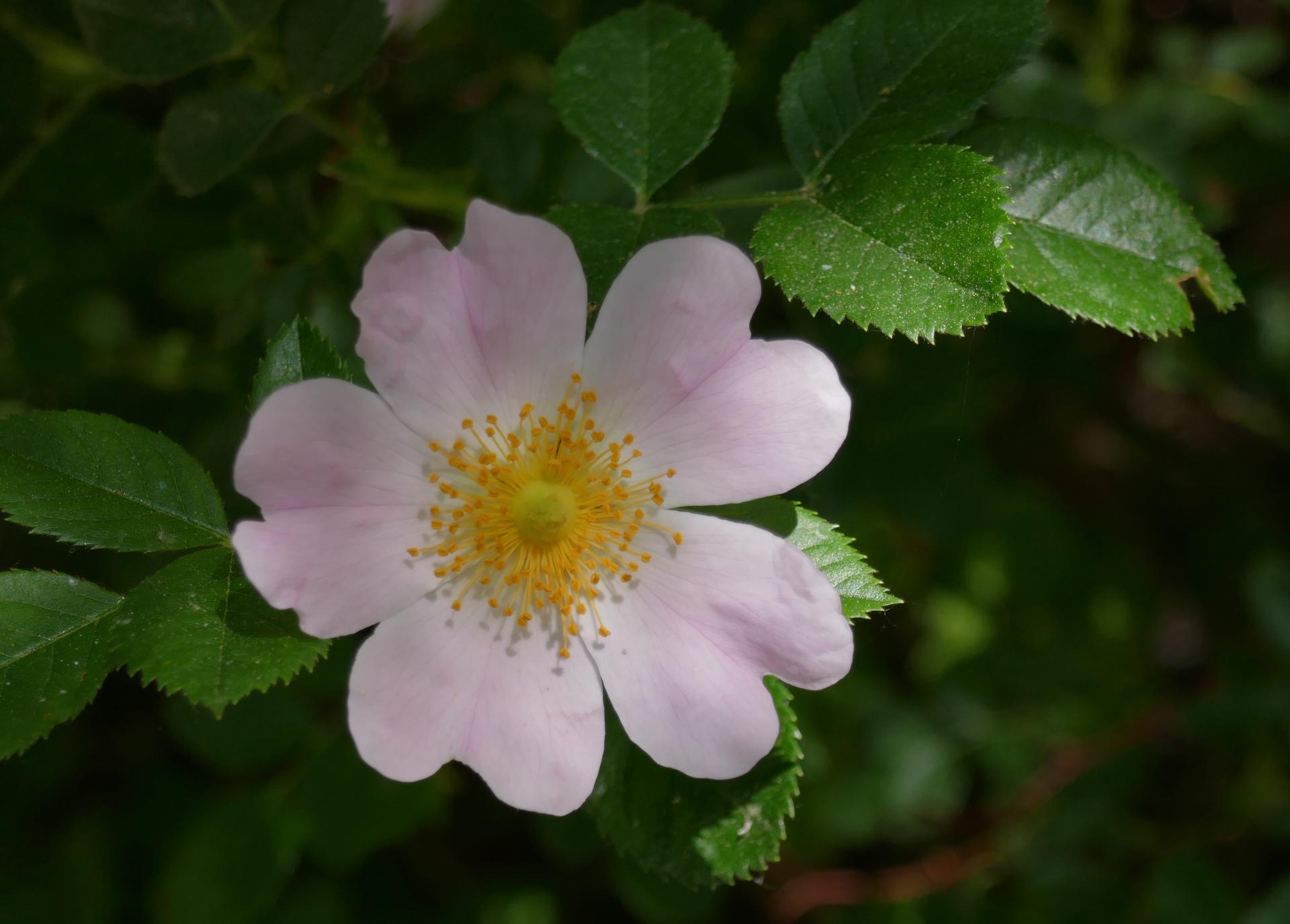 Im20210604oriP1010900sm