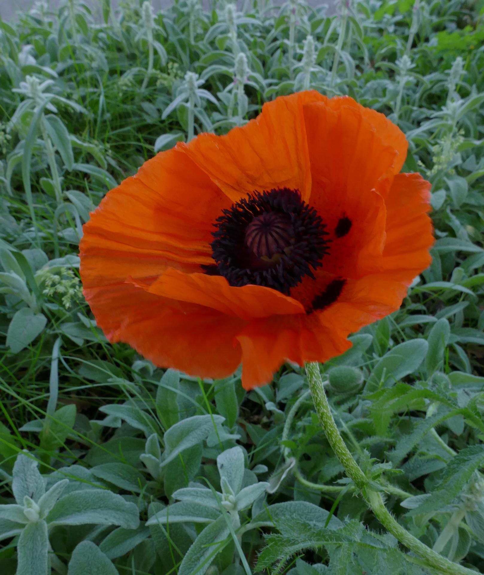 Im20210604oriP1010926sm