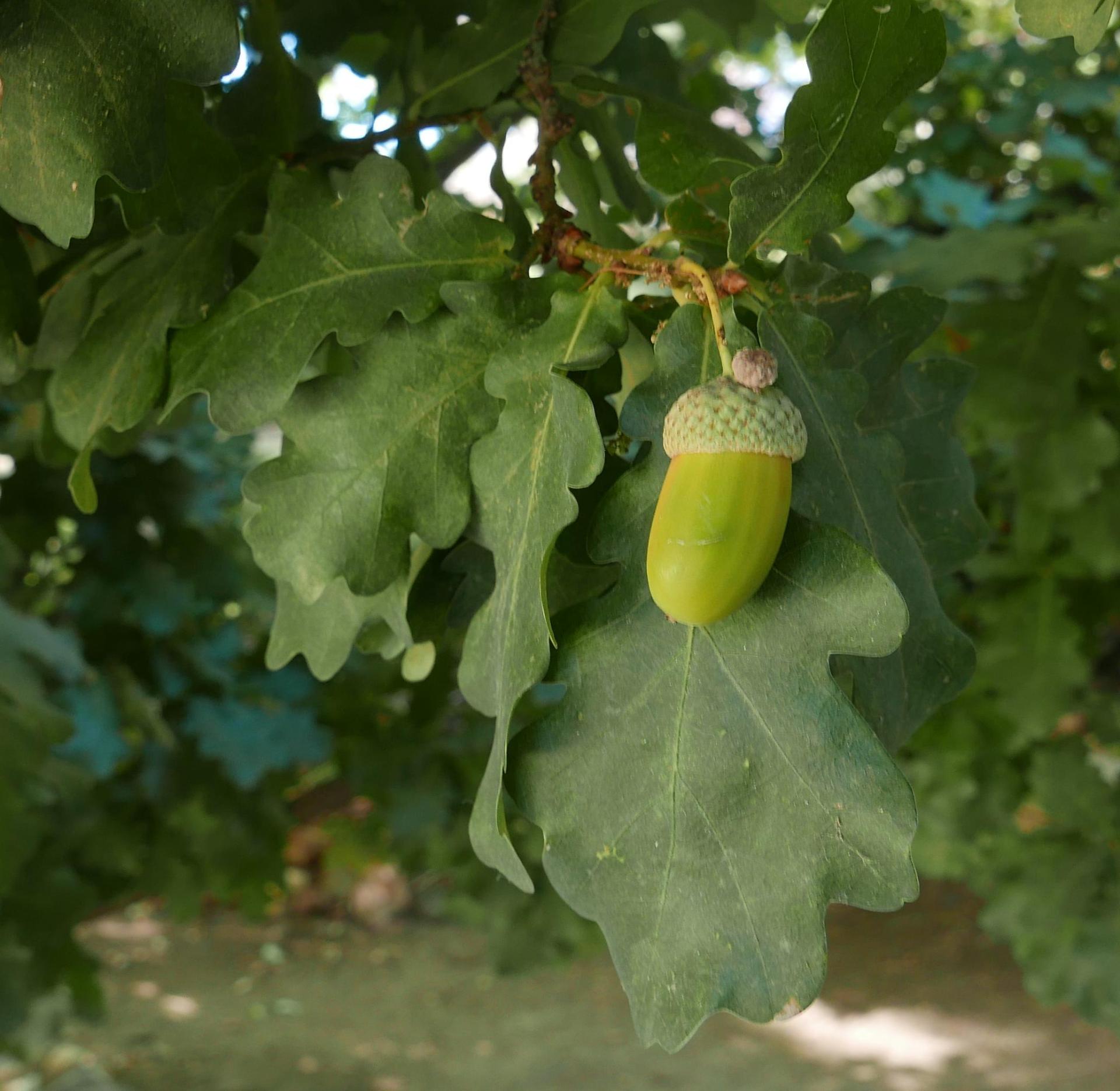 Im20211002P1010005sm