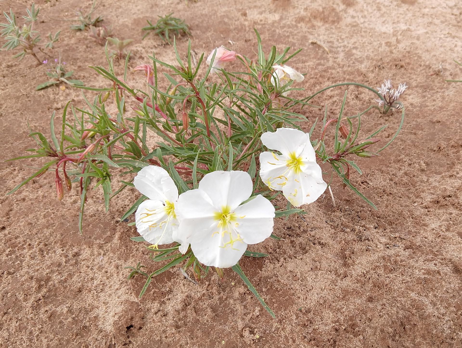 Im20230518motoIMG_20230514_100922130sm